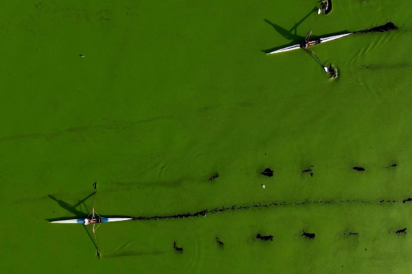 Rio cubierto de algas en Serbia